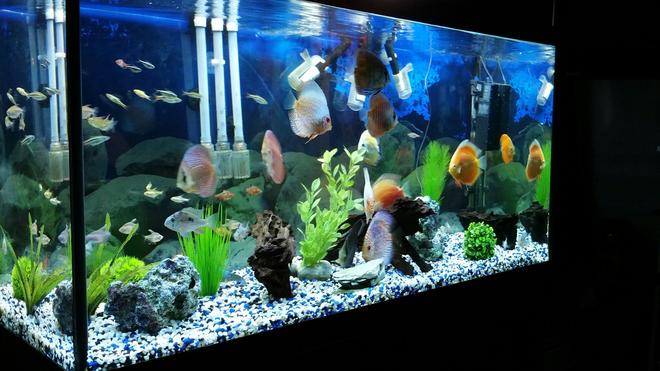90 gallons freshwater fish tank (mostly fish and non-living decorations) - discus tank...