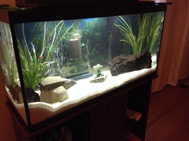 60 gallons freshwater fish tank (mostly fish and non-living decorations) - My 60 gallon tank