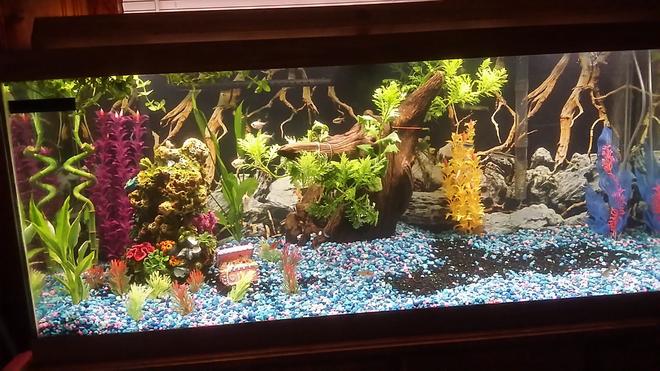 75 gallons freshwater fish tank (mostly fish and non-living decorations) - Work in progress, building custom princess castle with the family.