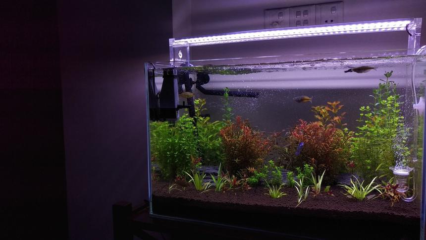 Rated #22: 26 Gallons Planted Tank - A month old planted tank.