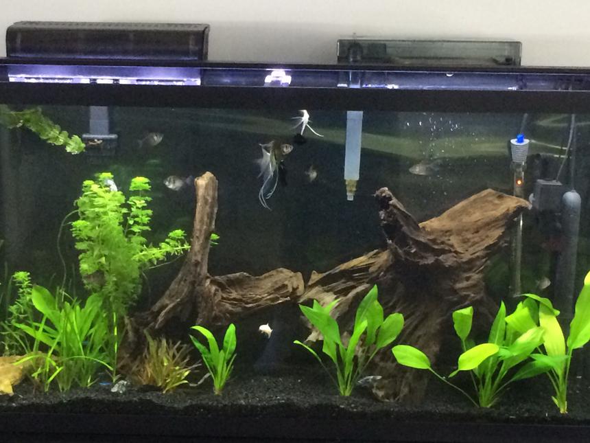Rated #44: 60 Gallons Planted Tank - Planted tank with white and blue light from a satellite freshwater light.
