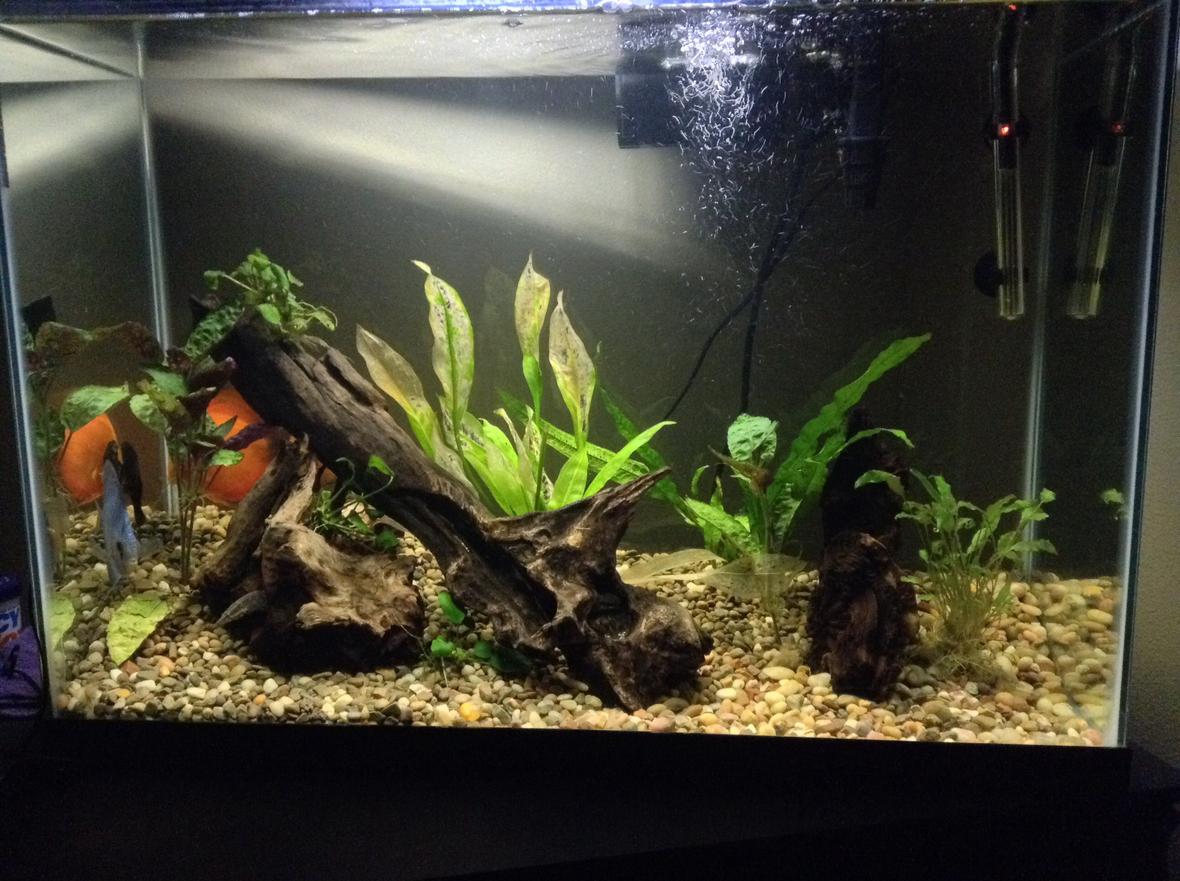 40 gallons planted tank (mostly live plants and fish) - Taken today. Scared the fish a little, so they went to hiding. And will also be replacing plants that my plecos sucked the life out of