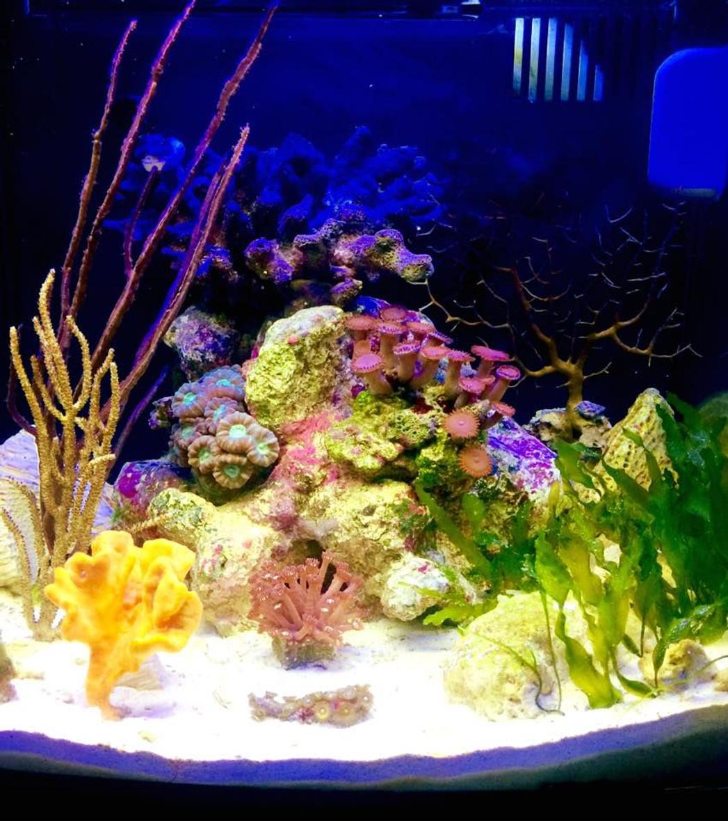 8 gallons reef tank (mostly live coral and fish) - I've been trying to emulate the lagoonal-fringing reef with sponges, LPS, gorgonians, macroalgae, seagrass, and mixed oolite and crushed coral substrate.