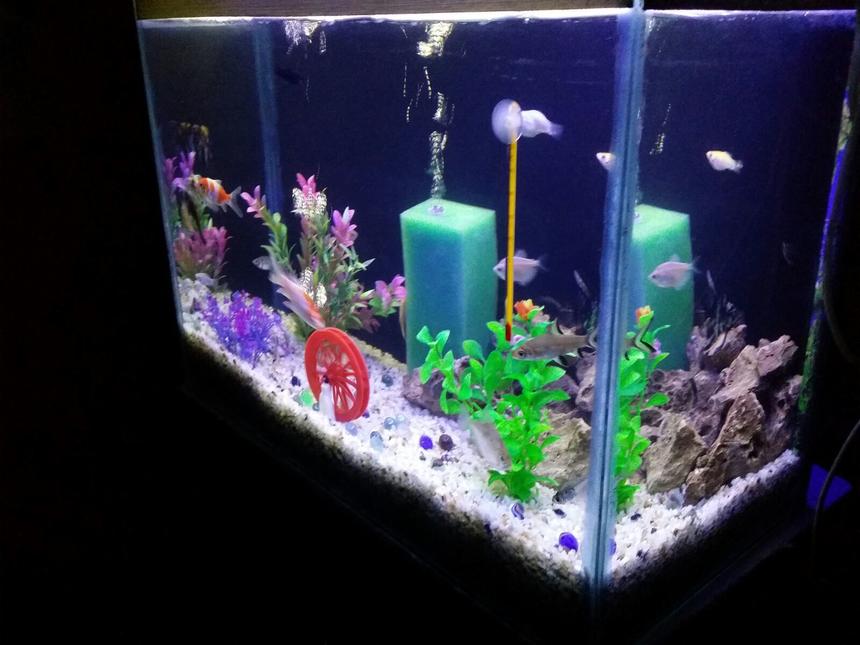 Rated #101: 20 Gallons Freshwater Fish Tank - Freshwater Tank