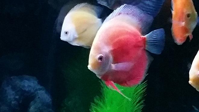 freshwater fish stocking in 90 gallons tank - my discus