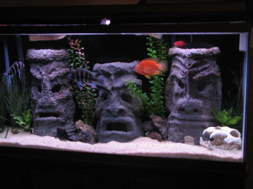 Rated #31: 60 Gallons Freshwater Fish Tank - 60 gallon tall with homemade tiki men, made from cement and pvc