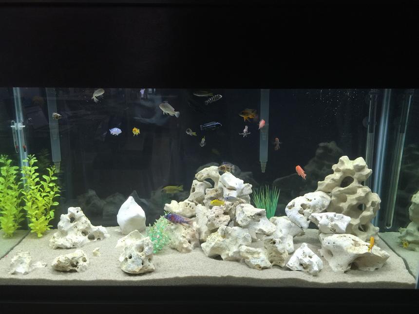 Rated #65: 90 Gallons Freshwater Fish Tank - my tank