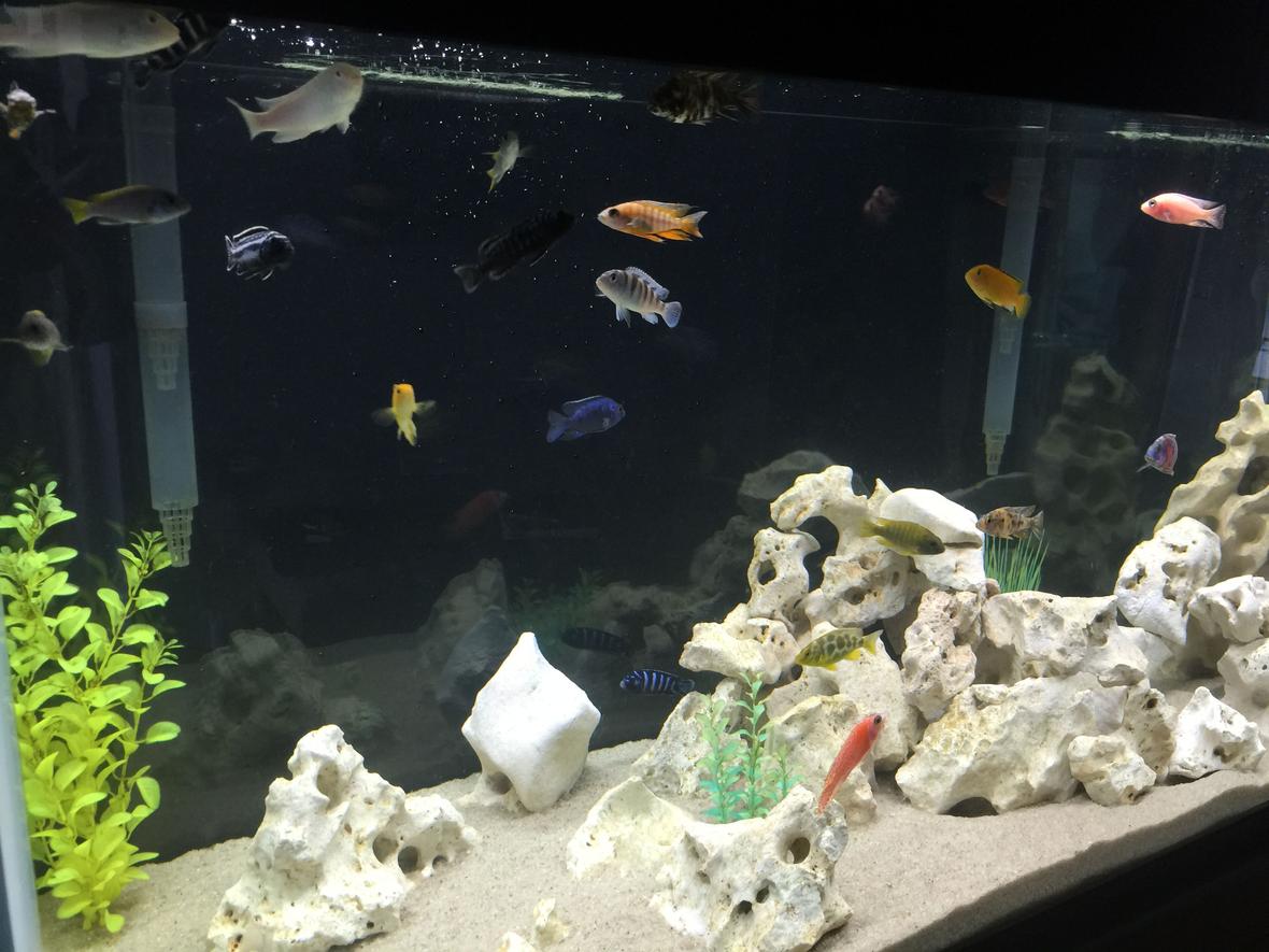 freshwater fish stocking in 90 gallons tank - african cichlids