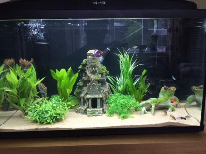 20 gallons freshwater fish tank (mostly fish and non-living decorations) - My 20 Gallon.