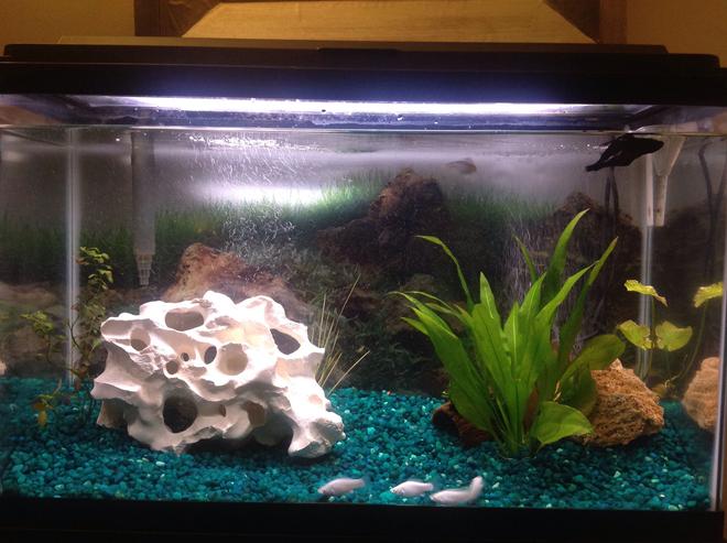 29 gallons freshwater fish tank (mostly fish and non-living decorations) - 29 gallon freshwater with live plants.