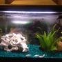 29 gallons freshwater fish tank (mostly fish and non-living decorations) - 29 gallon freshwater with live plants.