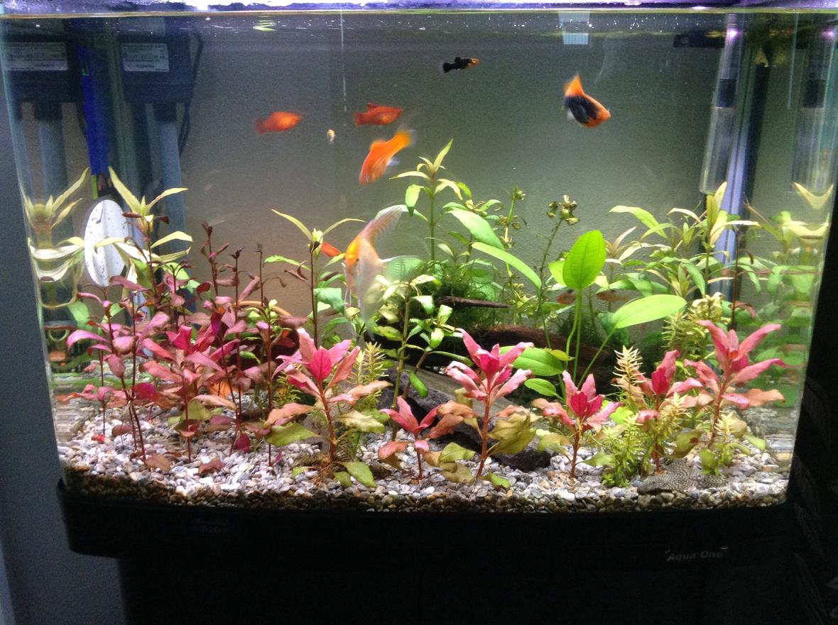 23 gallons planted tank (mostly live plants and fish) - Planted tank about 8 species of fish and plants been running about 5-6 months