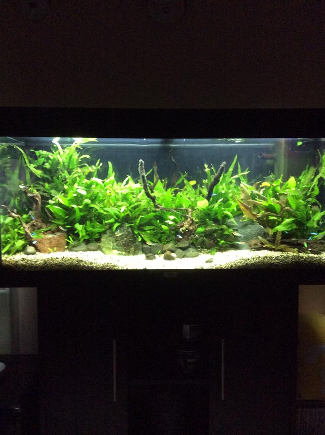 45 gallons planted tank (mostly live plants and fish) - My tank