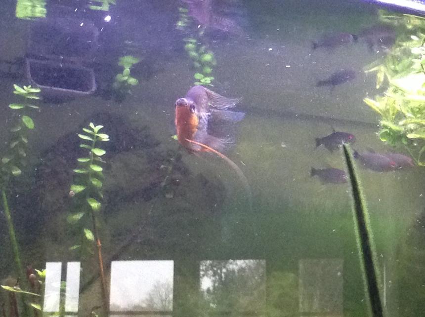 Rated #29: Freshwater Fish Stocking In 23 Gallons Tank - Balloon pearl gourami