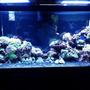 75 gallons reef tank (mostly live coral and fish) - 55g to 75g move