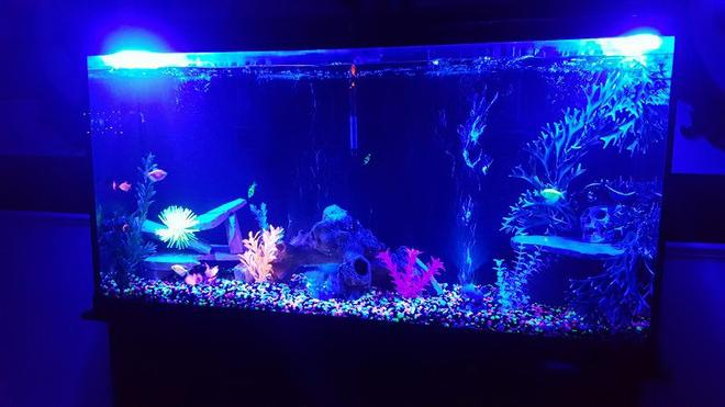 60 gallons freshwater fish tank (mostly fish and non-living decorations)