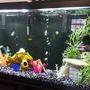 fish tank picture