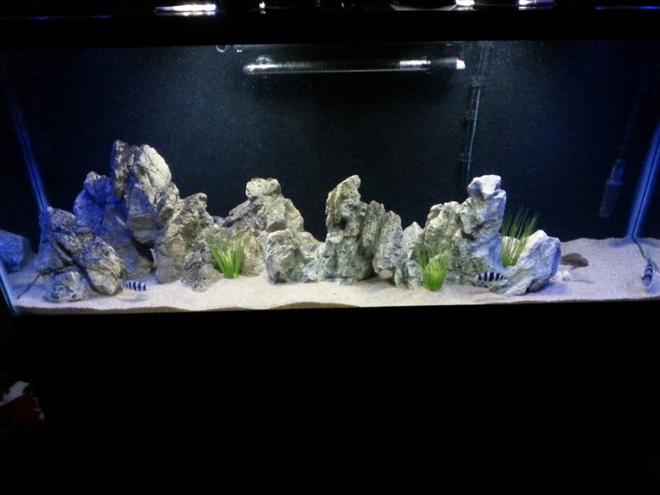 55 gallons freshwater fish tank (mostly fish and non-living decorations) - Tang tank