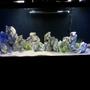 55 gallons freshwater fish tank (mostly fish and non-living decorations) - Tang tank