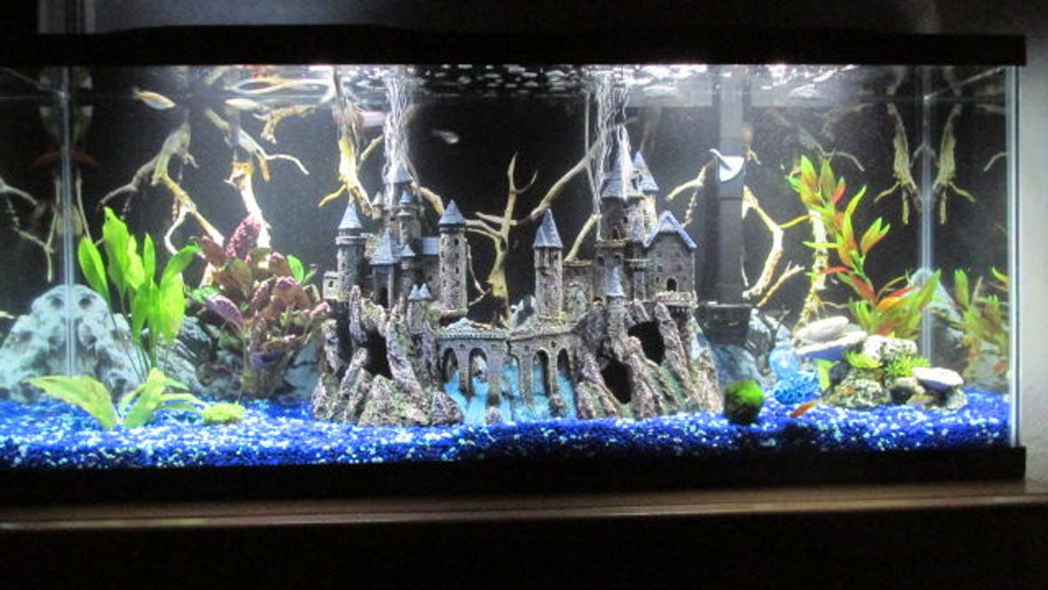 60 gallons freshwater fish tank (mostly fish and non-living decorations) - Castle community tank.