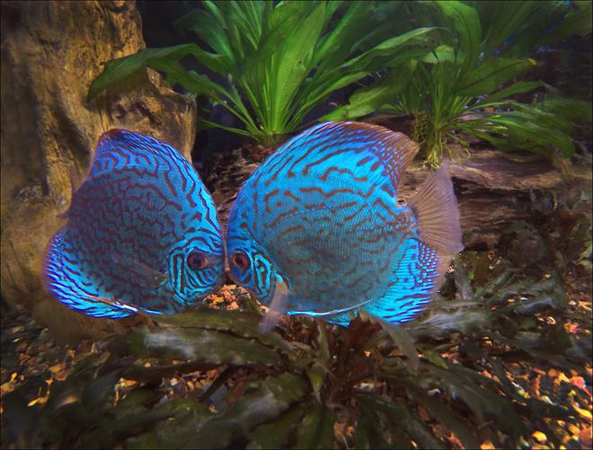 freshwater fish stocking in 180 gallons tank - First time I have tried shooting with the caamera inside the aquarium, a GoPRo Silver sitting on the gravel in the tank. WiFi is only good for about 12 inches through teh water and glass so have to stay close with my Samsung tablet to snap the pics.