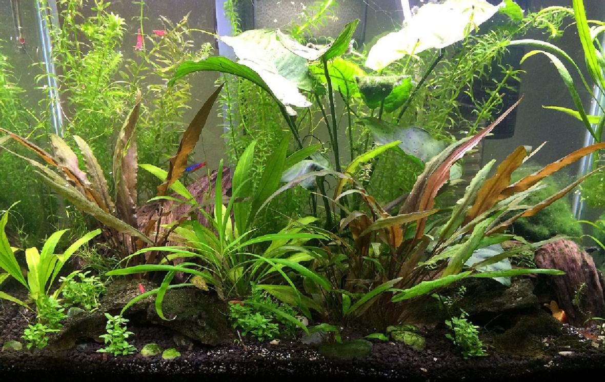 20 gallons planted tank (mostly live plants and fish) - Here's my 20 gal. If I was braver, I'd go bigger!
