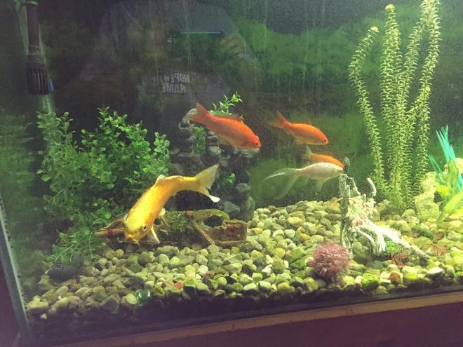 155 gallons freshwater fish tank (mostly fish and non-living decorations) - 155 gallon goldfish and koi tank