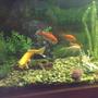 fish tank picture - 155 gallon goldfish and koi tank