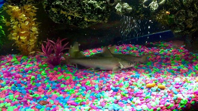 freshwater fish stocking in 50 gallons tank - Columbian Sharks.