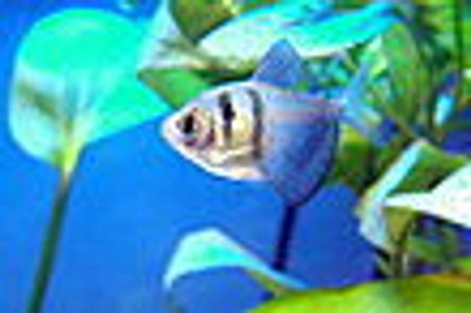 freshwater fish stocking in 55 gallons tank - this is my black tetra.he is a male.he is also very playfull