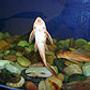 freshwater fish stocking in 55 gallons tank - this is a picture of my pleco in my tank.they are also known as suckermouth catfish.