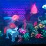 15 gallons freshwater fish tank (mostly fish and non-living decorations) - Fish