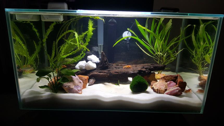 Rated #27: 6 Gallons Freshwater Fish Tank - 6 Gallon - newbie to the hobby