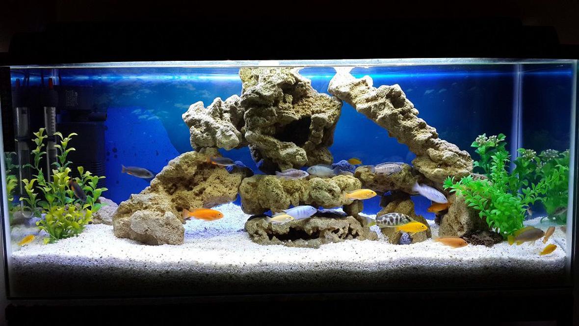 34 gallons freshwater fish tank (mostly fish and non-living decorations) - Malawi tank setup