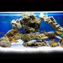 34 gallons freshwater fish tank (mostly fish and non-living decorations) - Malawi tank setup