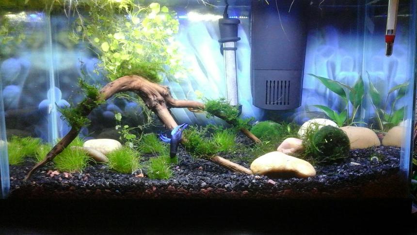 Rated #45: 10 Gallons Planted Tank - 10 Gallon. End of week 3. Male Betta from day 1 and added an Albino Bushy Nose Plecos at end of week 2