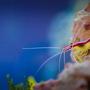 saltwater fish stocking in 90 gallons tank - My clown and my Shrimp...