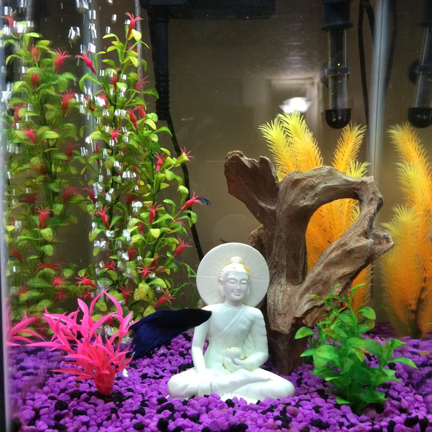 Rated #97: 15 Gallons Freshwater Fish Tank - My HalfMoon Betta, Swim Shady is accompanied by 3 mystery snails in a 15 gallon vertical fish tank. I upgraded Swim Shady's tank from a 3gal to 15gal after owning him one year.
