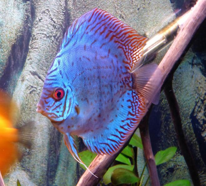freshwater fish stocking in 55 gallons tank - discus