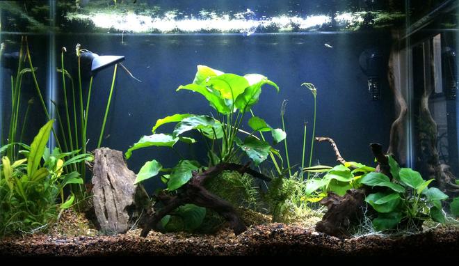 29 gallons freshwater fish tank (mostly fish and non-living decorations) - 11/7/15, main show tank