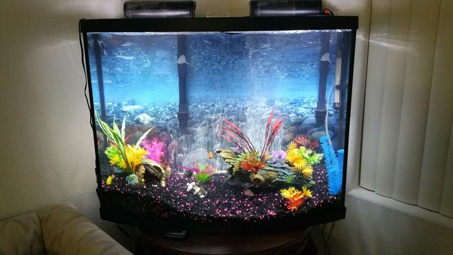 38 gallons freshwater fish tank (mostly fish and non-living decorations) - 38 gal freshwater african cichilds