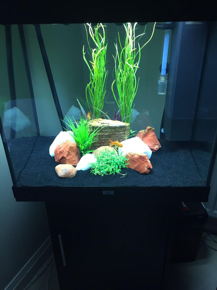 Rated #55: 50 Gallons Freshwater Fish Tank - Oranda tank