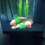 50 gallons freshwater fish tank (mostly fish and non-living decorations) - Oranda tank