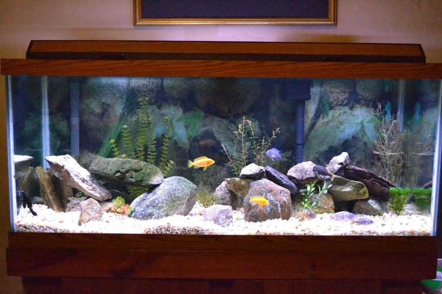Rated #35: 75 Gallons Freshwater Fish Tank - 75 gallon African Cichlid tank, mostly from lake Malawi. 10 Fish total (not all visible)
