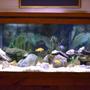 75 gallons freshwater fish tank (mostly fish and non-living decorations) - 75 gallon African Cichlid tank, mostly from lake Malawi. 10 Fish total (not all visible)