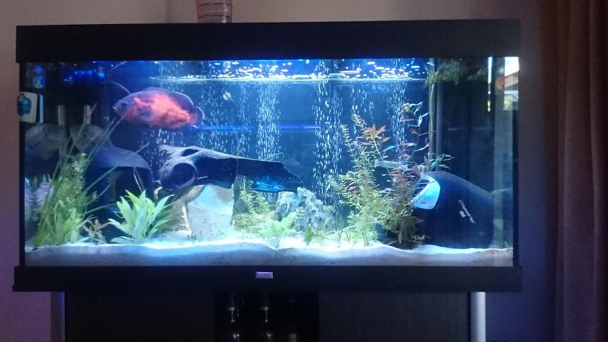 Rated #57: 96 Gallons Freshwater Fish Tank - 96 gallon south american