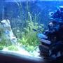 fish tank picture - African 82gallon tank