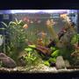23 gallons planted tank (mostly live plants and fish) - A planted tank