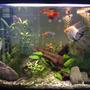 23 gallons planted tank (mostly live plants and fish) - A planted tank
