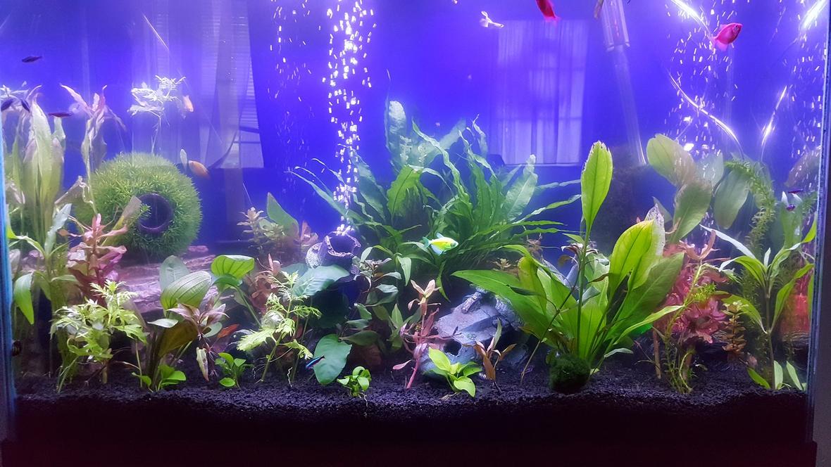 45 gallons planted tank (mostly live plants and fish) - Just a quick pic
